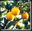 Seedless Valencia Orange Tree Semi Dwarf Five Gallon