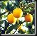 Seedless Valencia Orange Tree Semi Dwarf Five Gallon