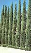 Italian Cypress Tree Five Gallon