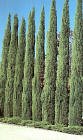 Italian Cypress Tree Five Gallon