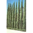 Italian Cypress Tree Five Gallon