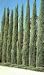 Italian Cypress Tree Five Gallon