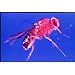 Boreal Basic Drosophila Set
