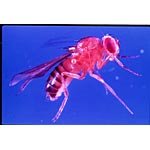 Boreal Drosophila Recessive Genes Set