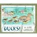 Ducks!