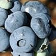 Blueray Northern Highbush Blueberry Plant Two Gallon