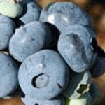 Blueray Northern Highbush Blueberry Plant Two Gallon