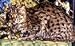 Book Time Is Short and the Water Rises: Operation Gwamba: The Incredible Sotry of How 10,000 Animals Were Rescued From Certain Death in a South American Ra