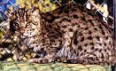 Time Is Short and the Water Rises: Operation Gwamba: The Incredible Sotry of How 10,000 Animals Were Rescued From Certain Death in a South American Rain Forest