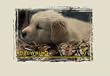 Junior T-Shirt Junior T-Shirt Camo Puppy/Oat XL