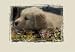 Junior T-Shirt Junior T-Shirt Camo Puppy/Oat M