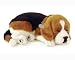   - Beagle