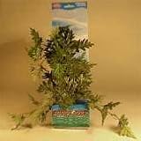 Hygrophilia Difformis - HYGRO DIFFORMIS XL 12