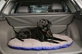 Pet Supplies : The Pet Down