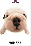 THE DOG Artlist - Bulldog - Hand Book - 6 Postcards