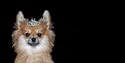 AIRBRUSHED LICENSE PLATES - POMERANIAN License Plate - QUEEN FOR A DAY - #1586