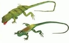 Metal Lizard Magnet, 4-inch (1-pc Random)