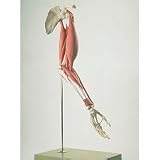Skeletal Muscular Arm - Anatomical Model