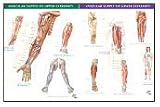 Vascular Supply of Upper Extremity & Vascular Supply of Lower Extremity - 2 Chart Set (Netter Charts)