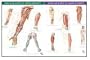 Netter Anatomy Charts: Vascular Supply of Upper Extremity & Vascular Supply of Lower Extremity - 2 Chart Set, 1e (Netter Charts)