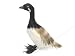 Accent Design Floral and Garden Accents Wildlife Bird Canada Goose 3 1/2 Feather, Black/White/Tan