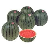 アグネス[西瓜]【タネ】200粒