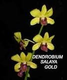 Dendrobium Salaya Gold