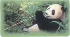 World Wildlife Fund Printed Checkbook Cover