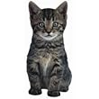 Duke The Tiger Kitten Die-Cut Photographic Magnet