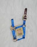 Hamilton Halter Company 1-2 3 4 Adj Halter W Lthr Hdp Blue Foal - 3DLA FLBL