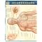 Most Popular Acupressure Therapy
