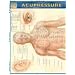 Acupressure: Reference Guide (Quickstudy: Academic)