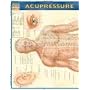 Acupressure: Reference Guide (Quickstudy: Academic)