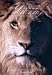 African Wildlife: A Photographic Journal