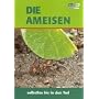 Die Ameisen - Selbstlos bis in den Tod
