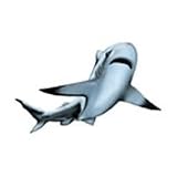  : SHARK #1 Temporary Tattoo 2x2