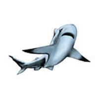 Childrens Toyshop  Health & Personal Care : SHARK #1 Temporary Tattoo 2x2