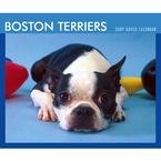 Boston Terriers 2009 Desk Calendar
