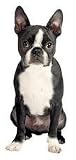 Boston Terrier Dog Die-Cut Photographic Magnet