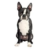 Boston Terrier Dog Die-Cut Photographic Magnet