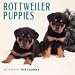 Dog Breeds Rottweiler Puppies Cal