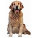 Golden Retriever Dog Die-Cut Photographic Magnet