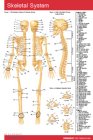 Skeletal System