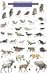 Mac's Field Guide to Mount Rainier National Park: Mammals and Birds (Mac's Guides)