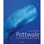 Pottwale: Im dunklen Blau des Meeres