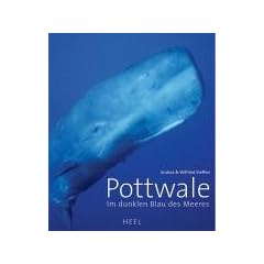 Pottwale: Im dunklen Blau des Meeres