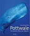 Pottwale: Im dunklen Blau des Meeres