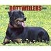 Just Rottweilers 2009 Wall Calendar