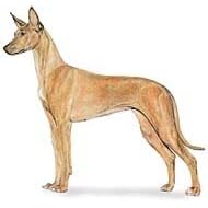7.5cm x 5cm Acrylic Fridge Magnet-Pharoah Hound