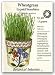 Botanical Interest - Wheatgrass (Certified Organic)